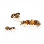 Preview: Lasius umbratus (Gelbe Schattenameise)